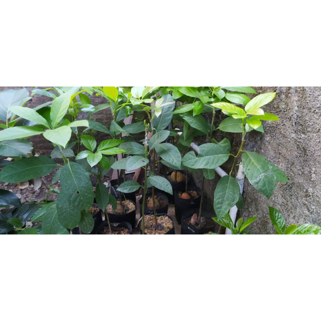 bibit alpukat tabulampot solo murah