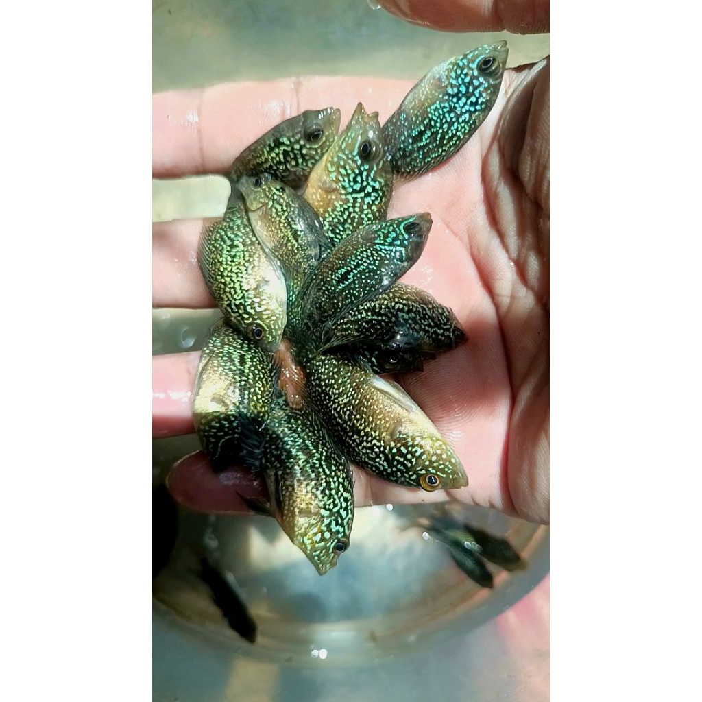 Lukisan Burayak Louhan Cencu Full Mutiara,Indukan Berkualitas