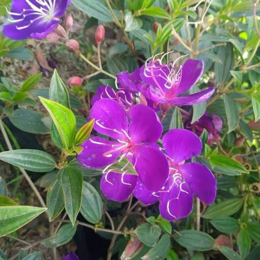 TANAMAN HIAS TAIBO CINA/SENGGANI EKONOMIS