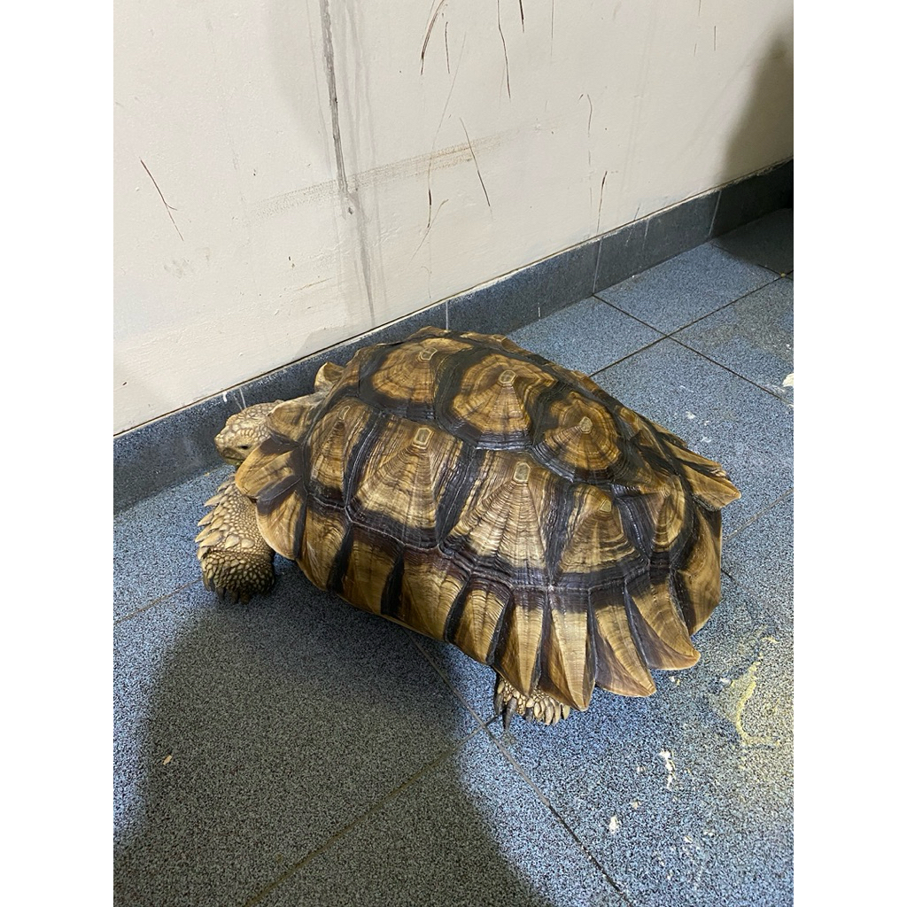 kura sulcata 50cm up