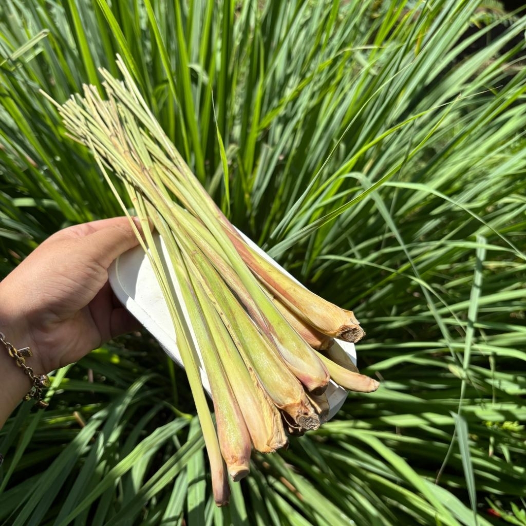 Daun Serai 10 pcs Hasil Bumi