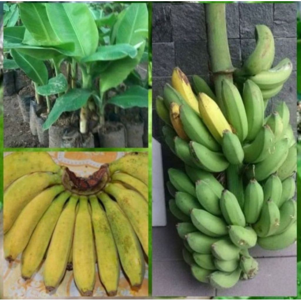 bibit anakan pisang raja buluh