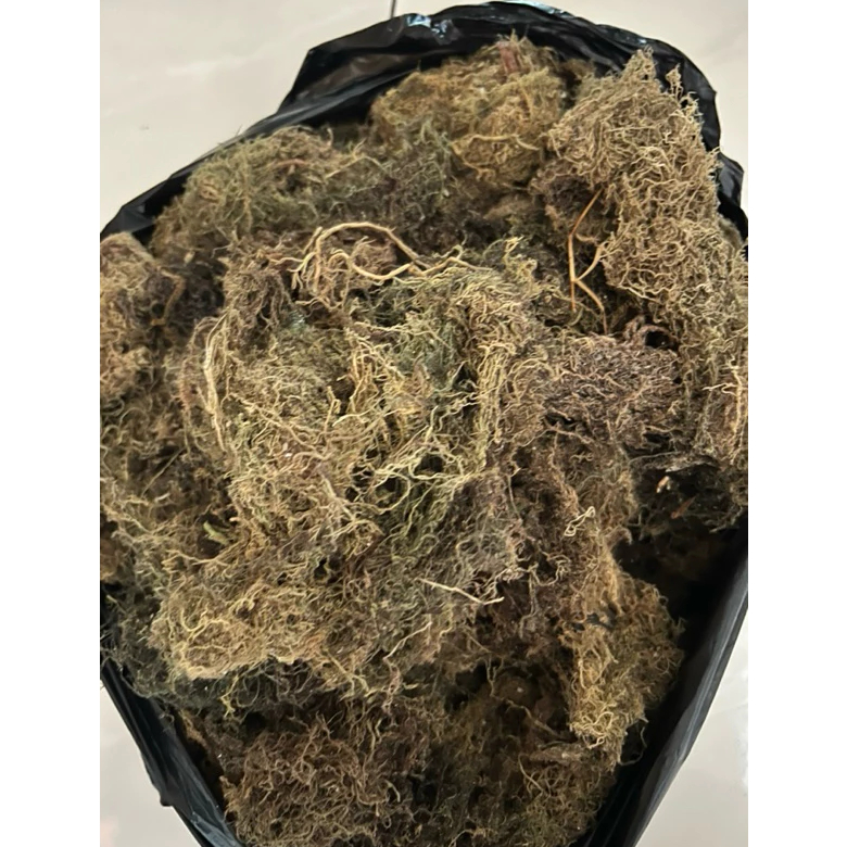 Rumput Laut Kering GRACILARIA Baru Panen buat agar agar kemasan 500 GRM