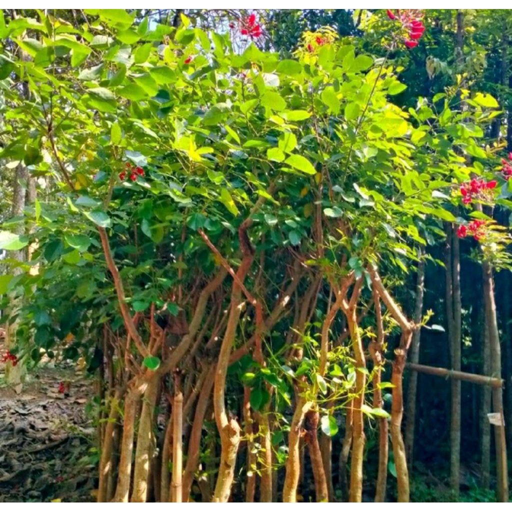 pohon dadap merah tinggi 3 meter