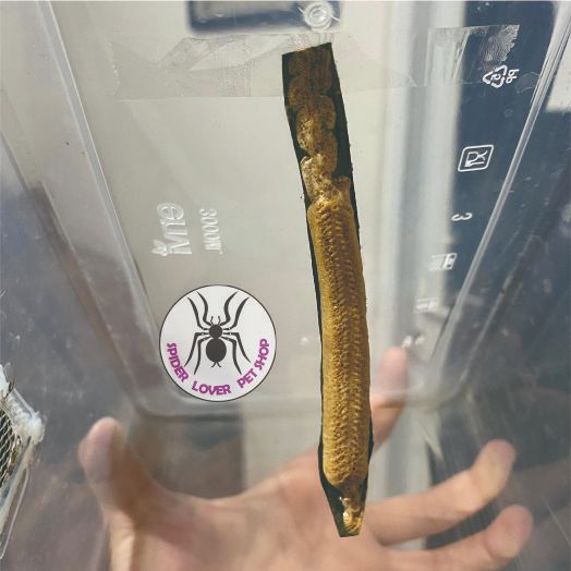 1 TELUR ORCHID MANTIS / 1 EGG ORCHID MANTIS