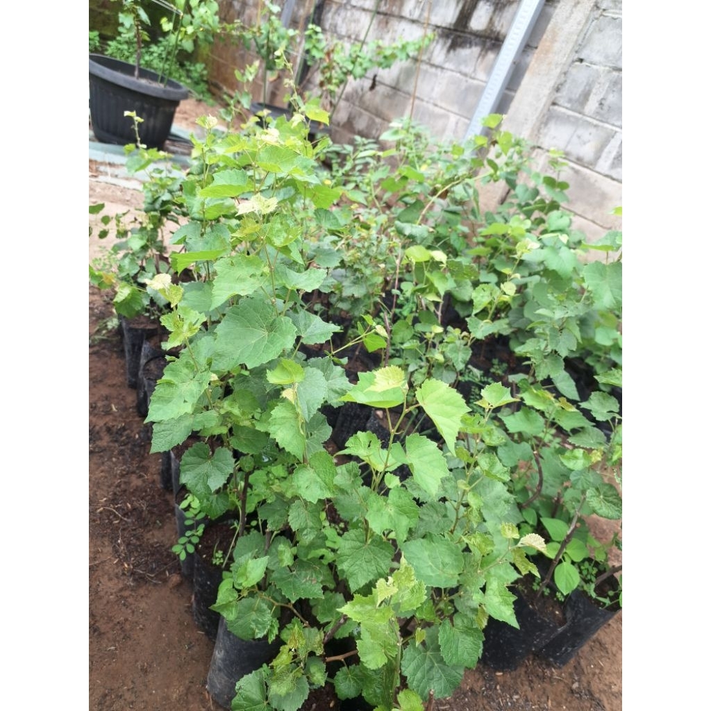 bibit anggur freedom buat rootstock