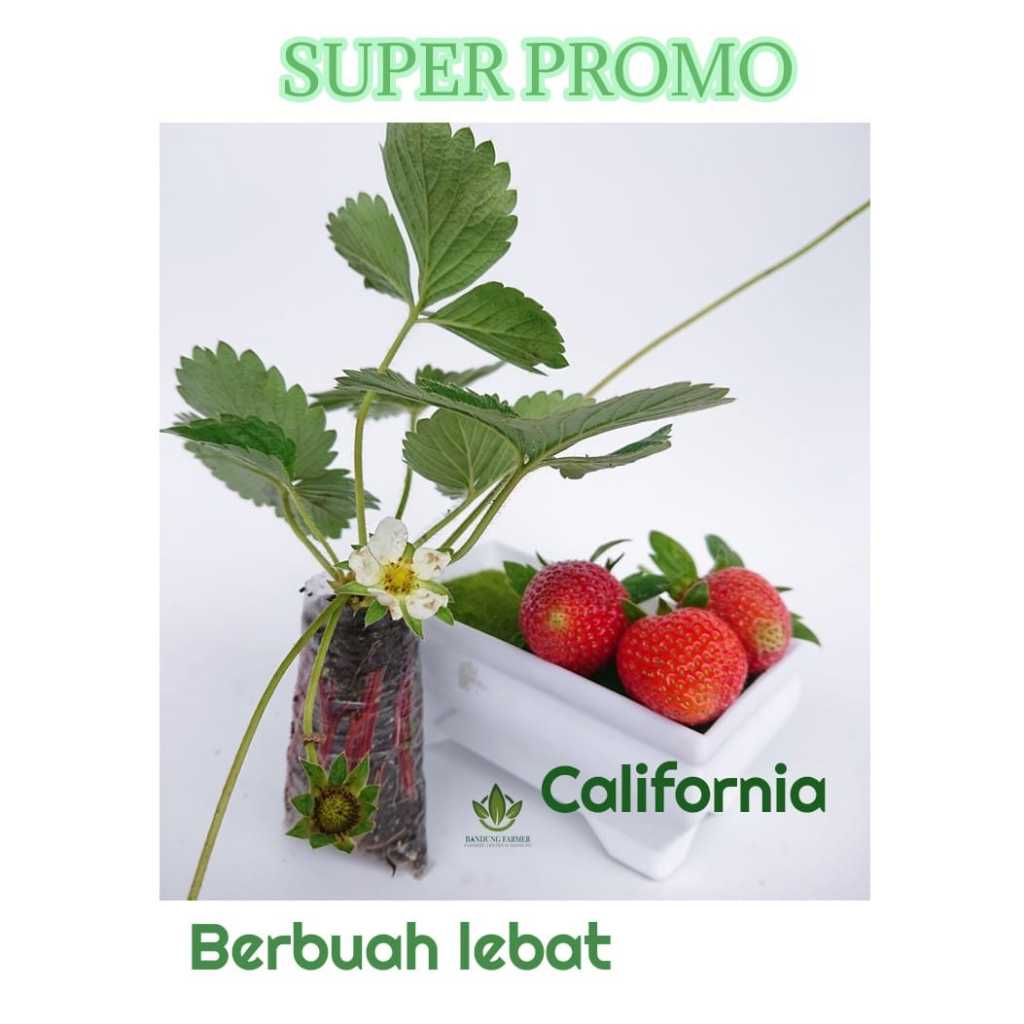 Bibit Strawberry Super Jumbo Manis Berbuah Lebat