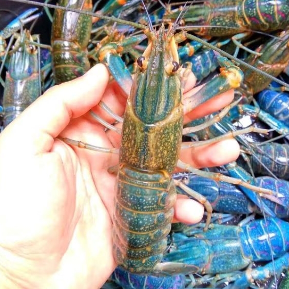Paket Indukan Lobster Air Tawar