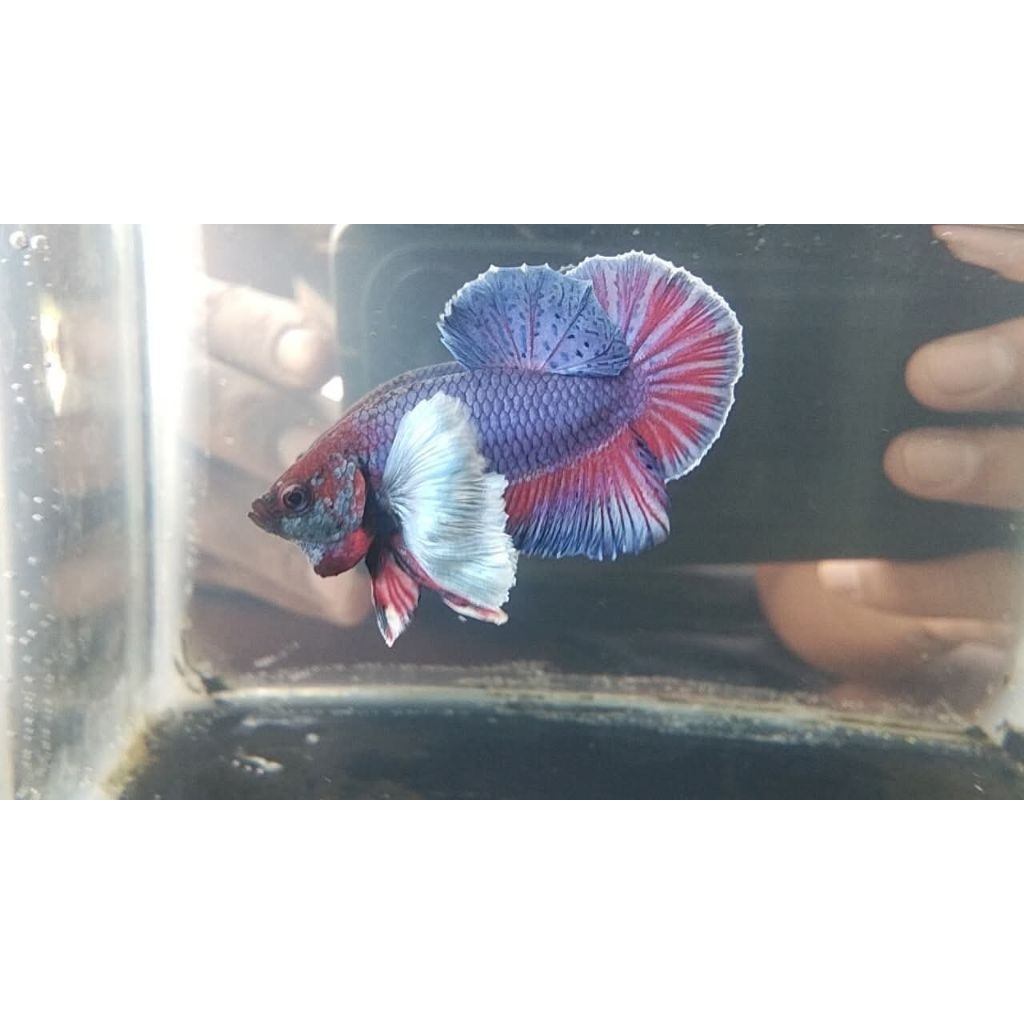 PROMO Plakat dumbo ear