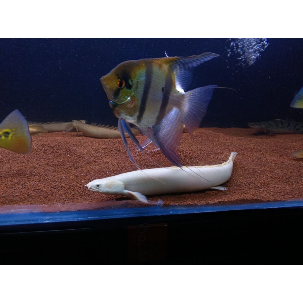 Aksesoris Aquarium Palmas Leucistic 16-17cm