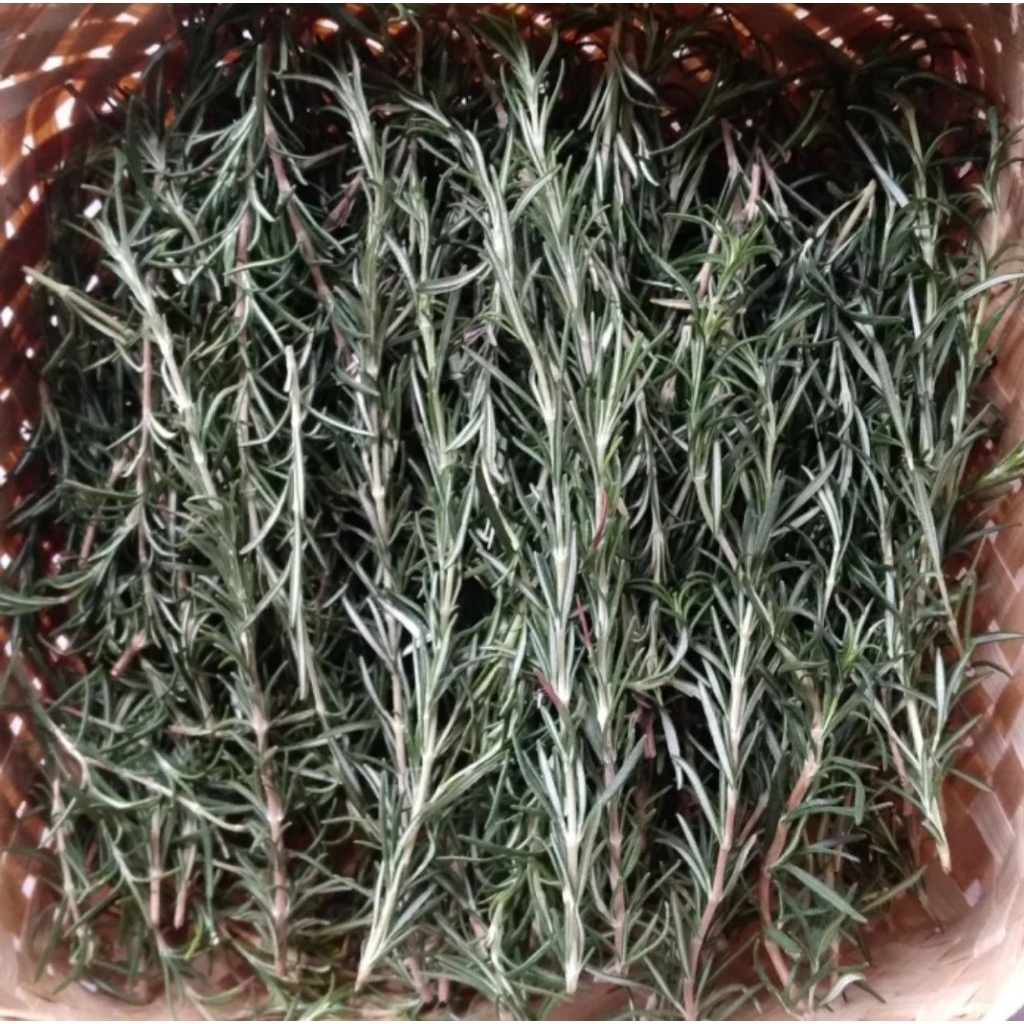 Daun Rosemary Segar