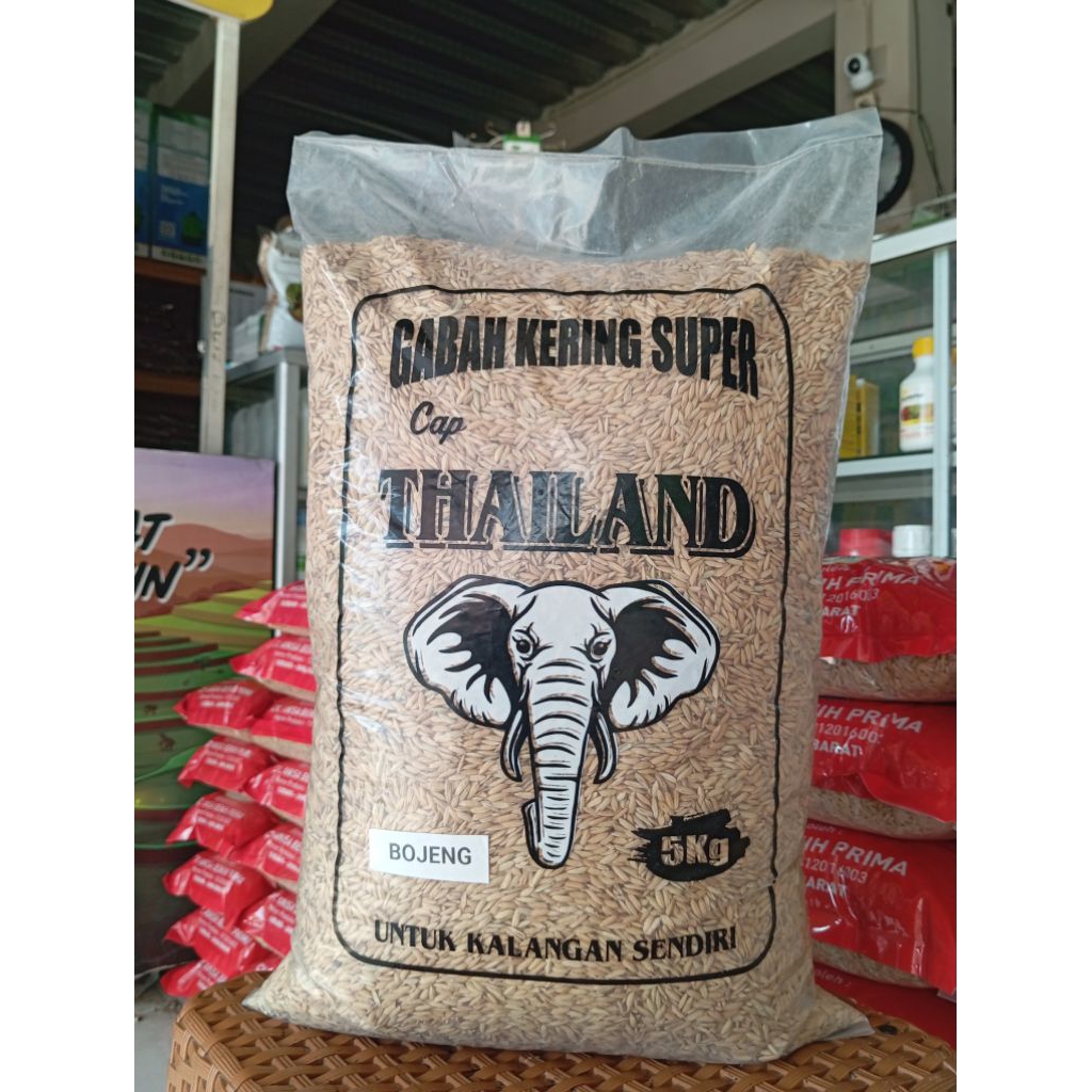 Benih Padi Bojeng 5 Kg