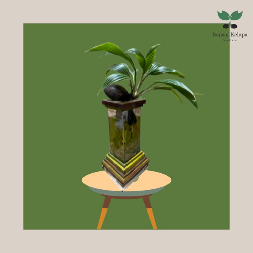Tanaman Bonsai Kelapa Media Air Aquarium