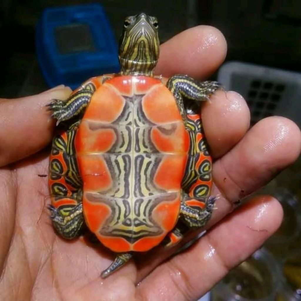 Mainan Anak Kura Kura Picta Belly Pianted Turtle Ukuran 6cm Sehat Hidup Normal Hiasan Aquarium Kolam
