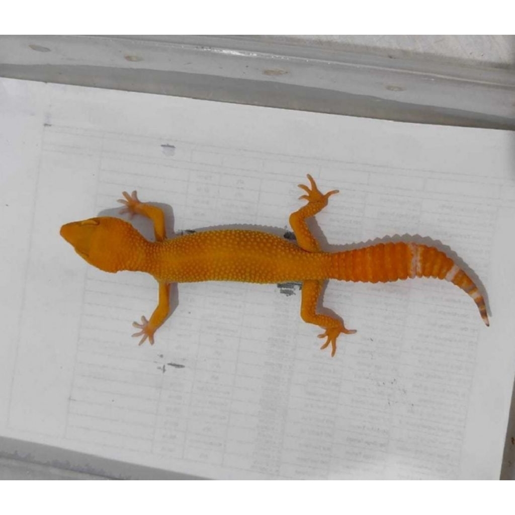 Mainan Asli Gecko Leopard Cakep Male Free kalsium & Gutload