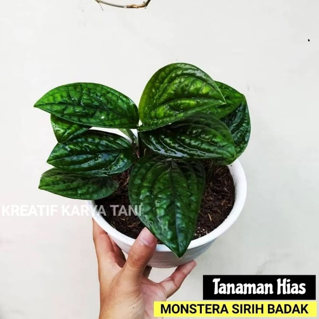 Tanaman Sirih Badak  Monstera Sirih Badak Tanaman Hias Sirih Badak