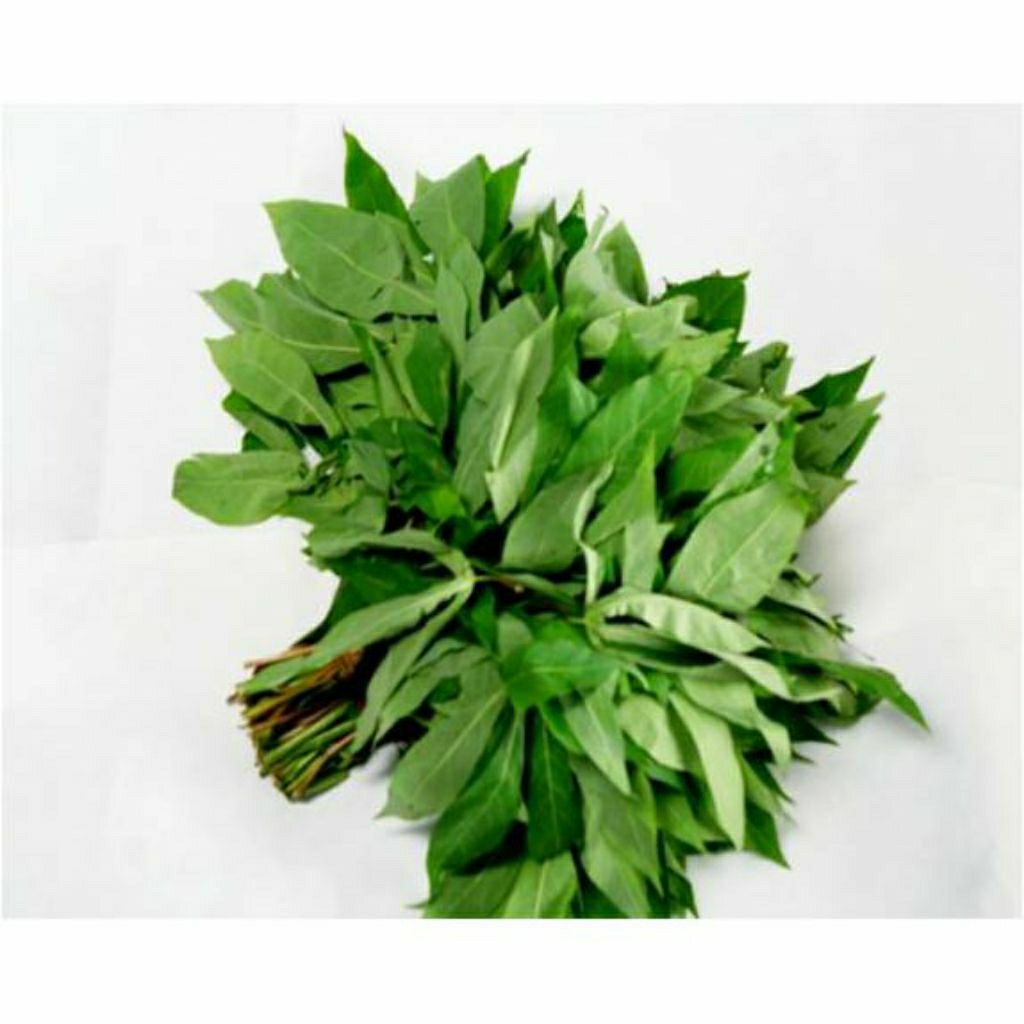 Daun pucuk singkong segar 1 iket kantong plastik