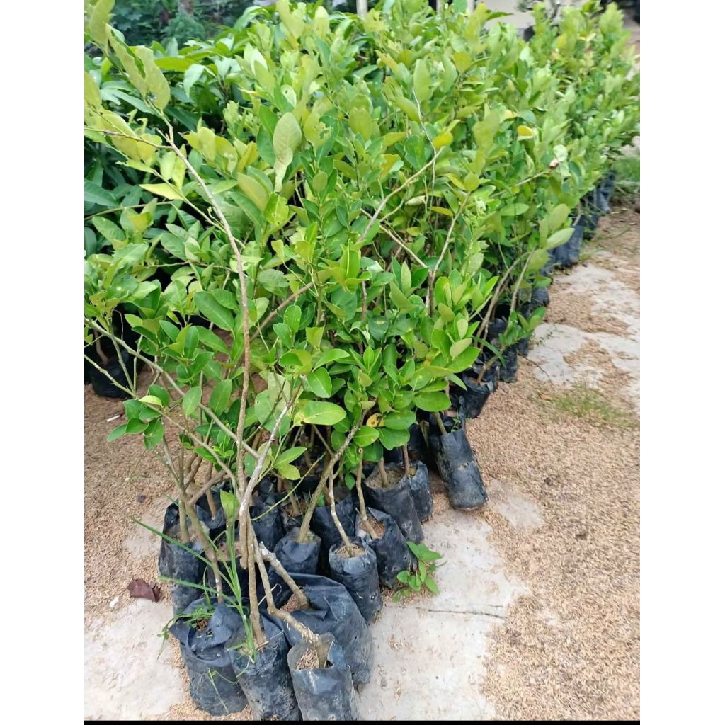 bibit jeruk nipis cangkokan siap berbuah