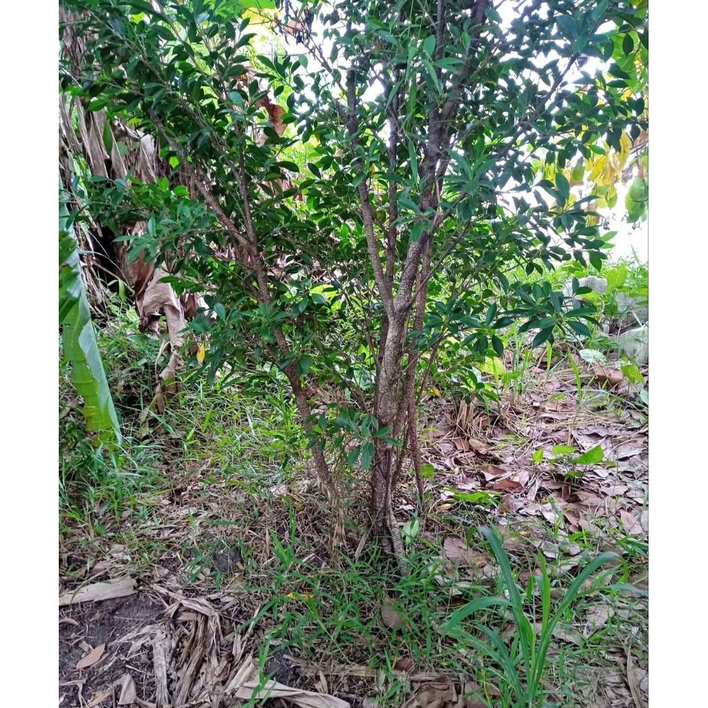 Bahan bonsai kimeng besar murah