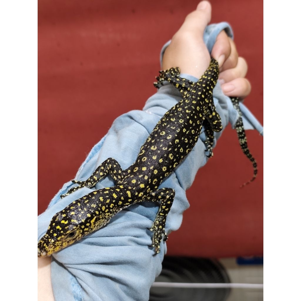 VARANUS COLEI BABY UP BAHAN BLUSHING KONTES