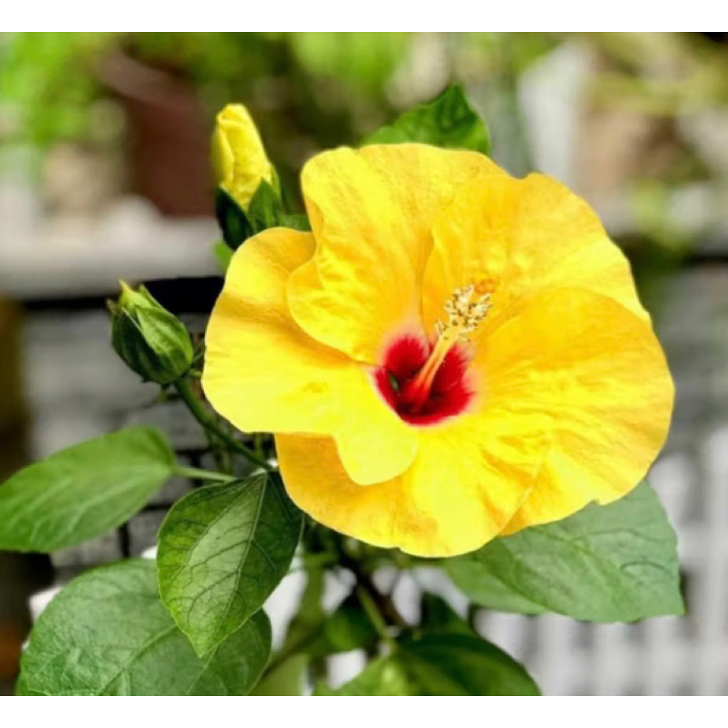 PROMO BISA COD Tanaman Hias Kembang Sepatu-Kembang Sepatu Bunga Kuning-Tanamn Hias Kembang Sepatu ba