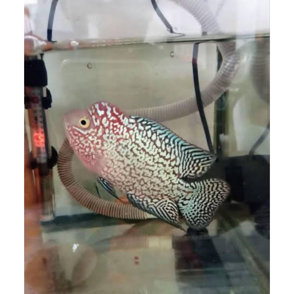 Louhan Kamfa F3 ORI Good Quality Hiasan Aquarium
