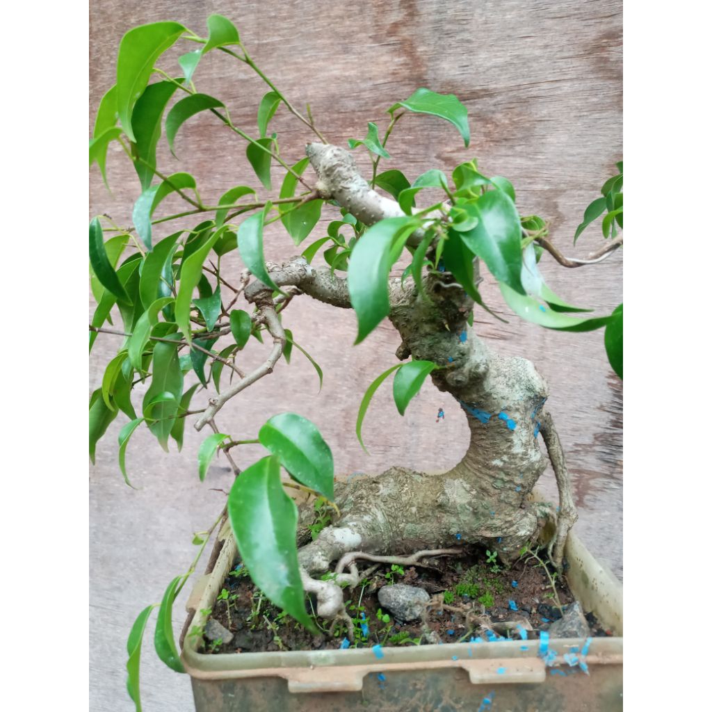 beringin benjamina sesuai foto bahan bonsai beringin