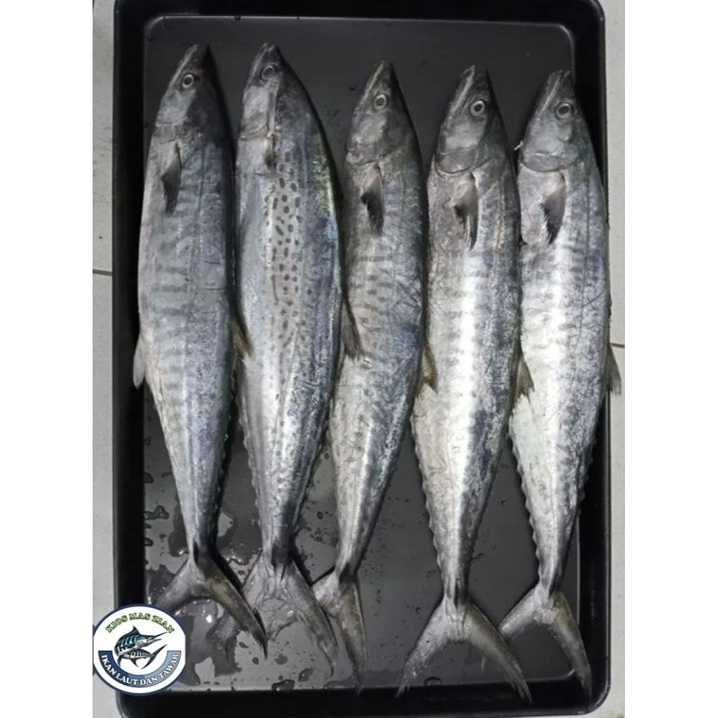 ikan tenggiri rp 50000