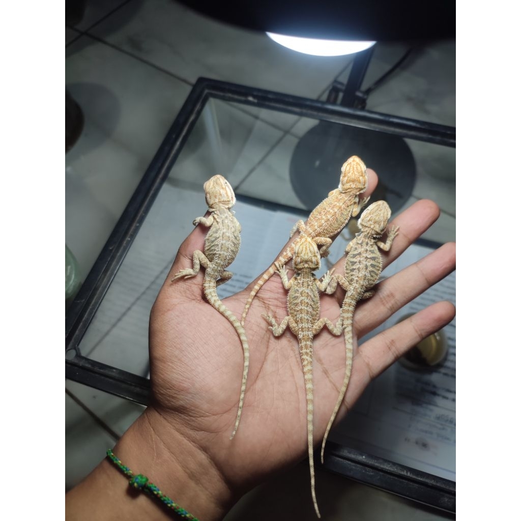 kartu mainan bearded dragon hypo baby