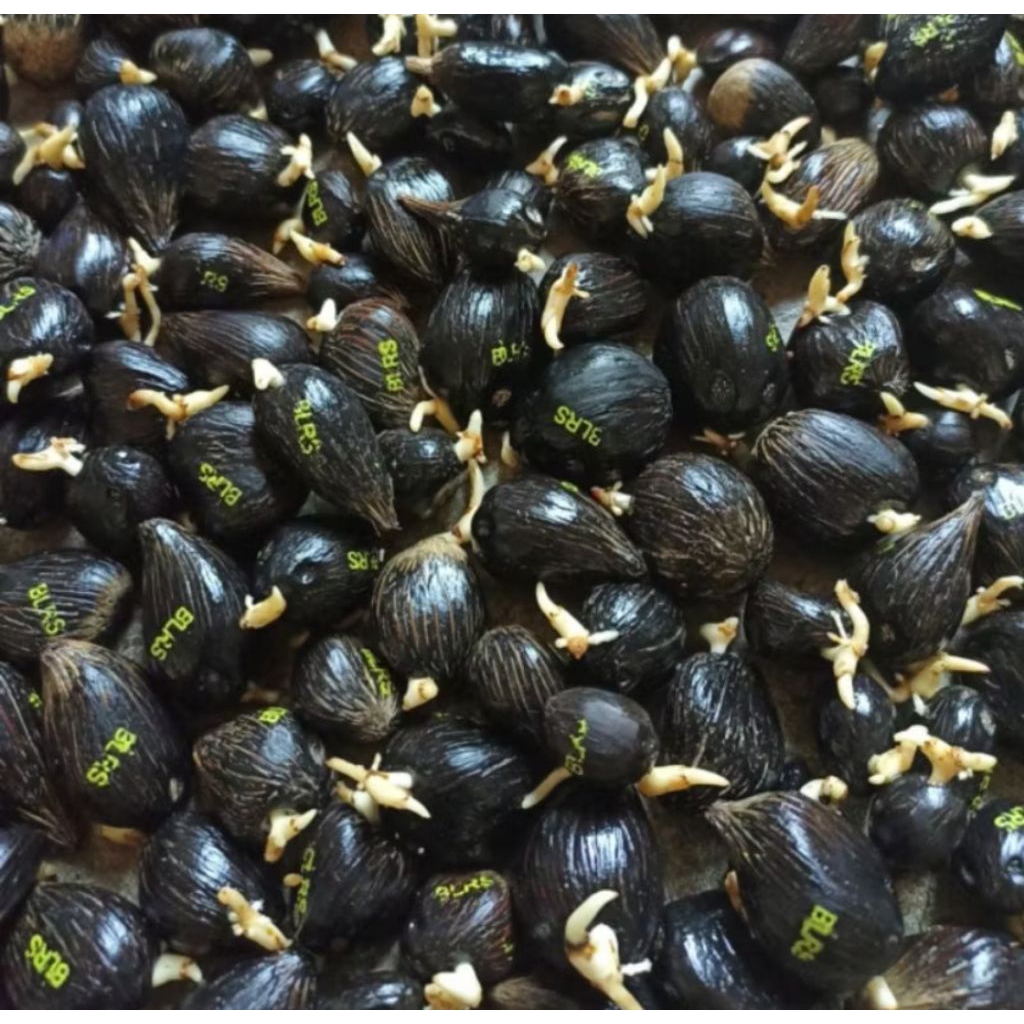 Bijian Benih Sawit lonsum BAH LIAS 1 original