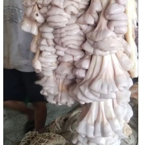 BABAT USUS SAPI FRES/SEGAR 1KG