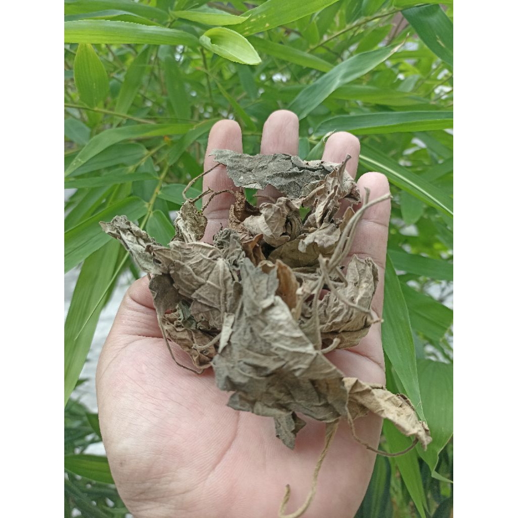 Daun Nilam / Daun Dilem Kering  100 Gram Asli Trenggalek Jawa Timur