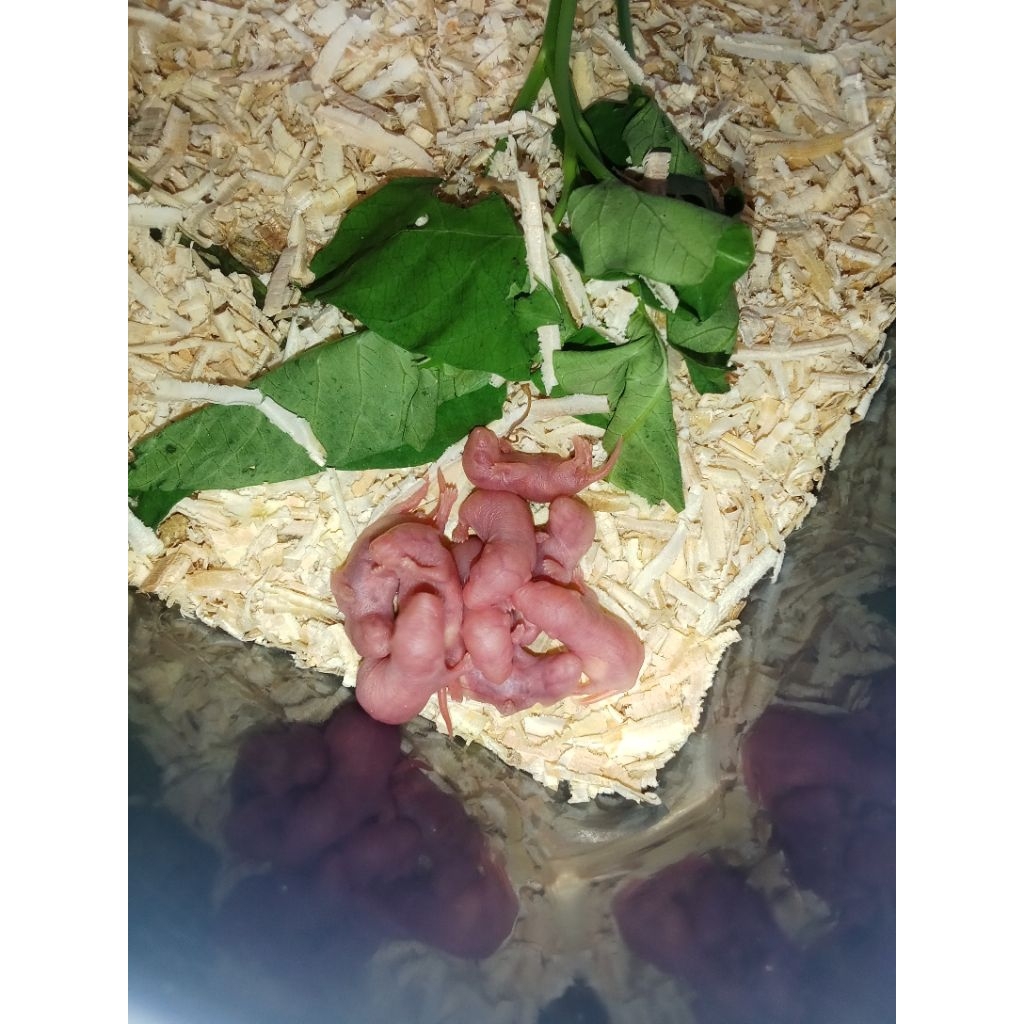 tikus mencit pinkies