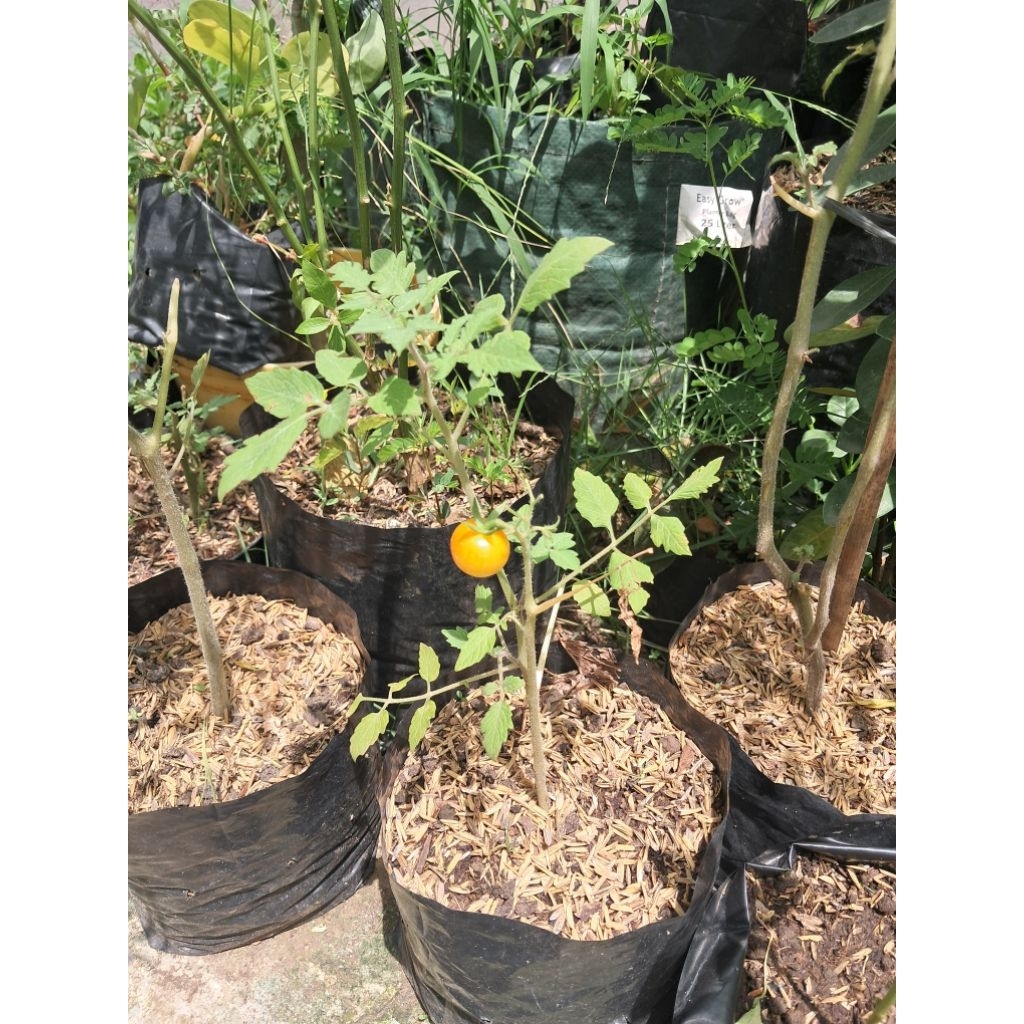 bibit tomat rampai keci