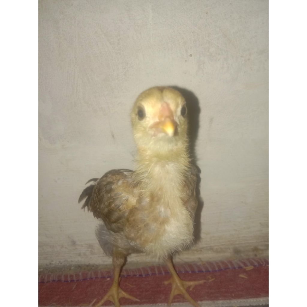 Anak ayam pelung sumedang 2025
