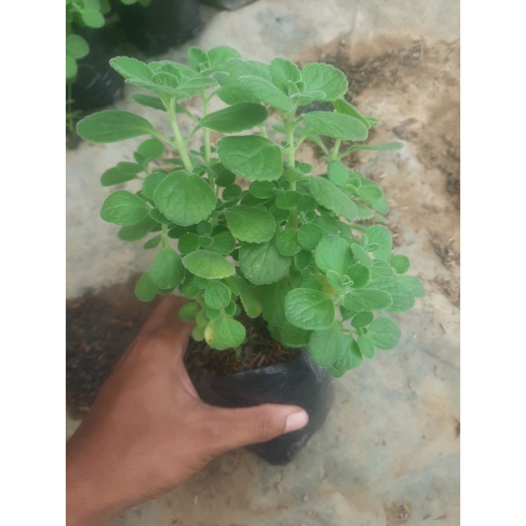 viks plants/tanaman herbal viks/herbal eropa