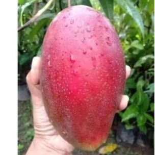 Bibit Mangga Yuwen 6