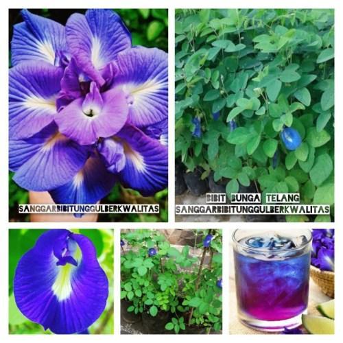 Bibit Bunga Telang Bibit Tanaman Telang Bibit Hidup Telang Bibit Tanaman Hidup Bunga Telang