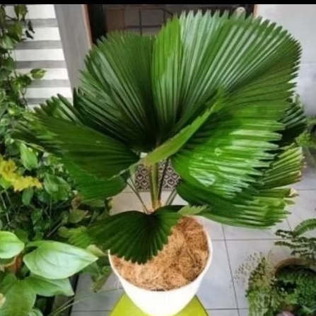 PROMO!! Tanaman hias Palem kipas / Palem kol / bibit palem kipas / tanaman hias palem kol