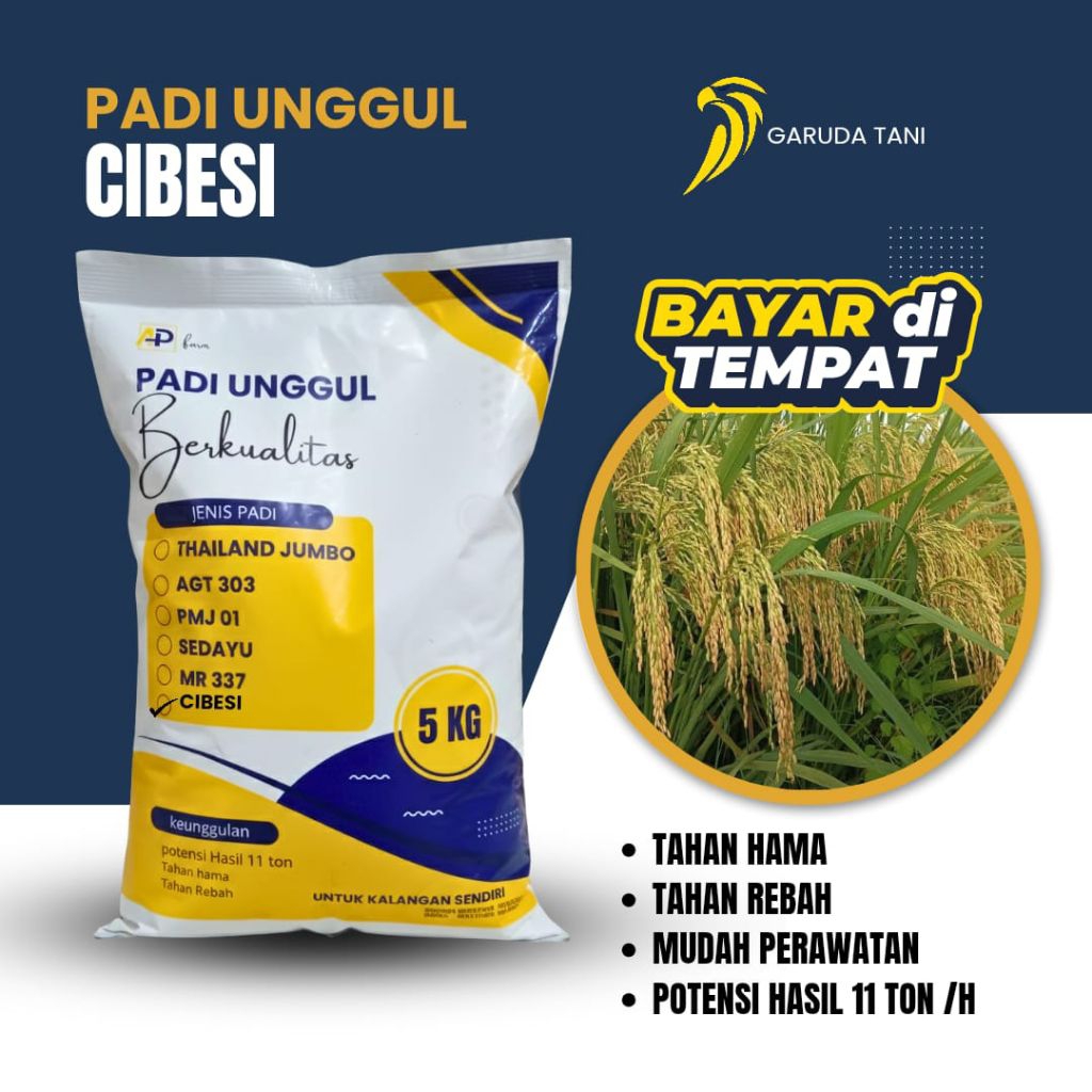 BIBIT PADI CIBESI 5KG BERKUALITAS ORIGINAL 5KG