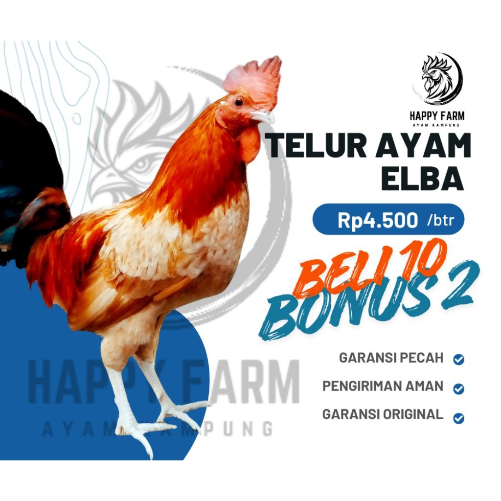Telur fertile ayam elba petelur kampung