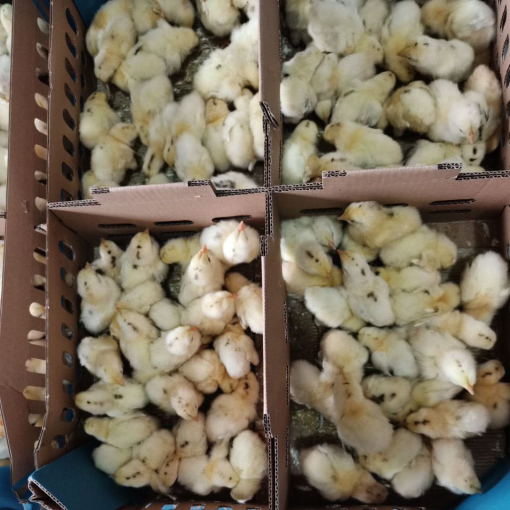 DOC ELBA | AYAM KAMPUNG ELBA / ayam kampung petelur