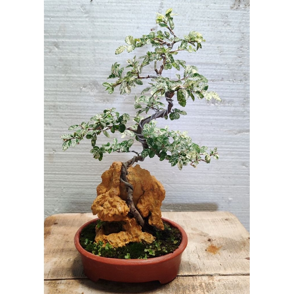bonsai ulmus varigata on the rock siap pajang