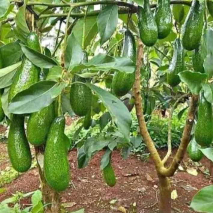 entres / pucuk tunas / alpukat kelud