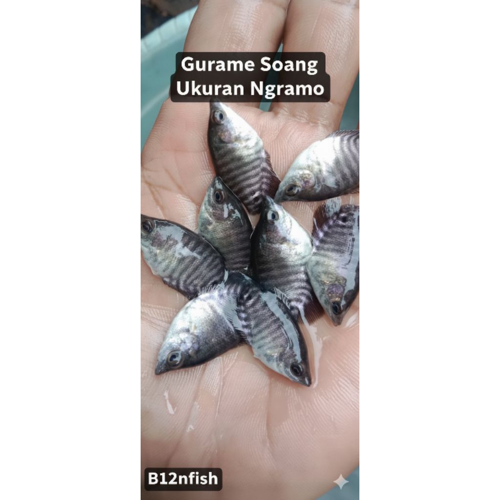 bibit gurame, gurame soang, cepat besar, siap tebar, size ngramo-3-4cm- ikan konsumsi, dll.