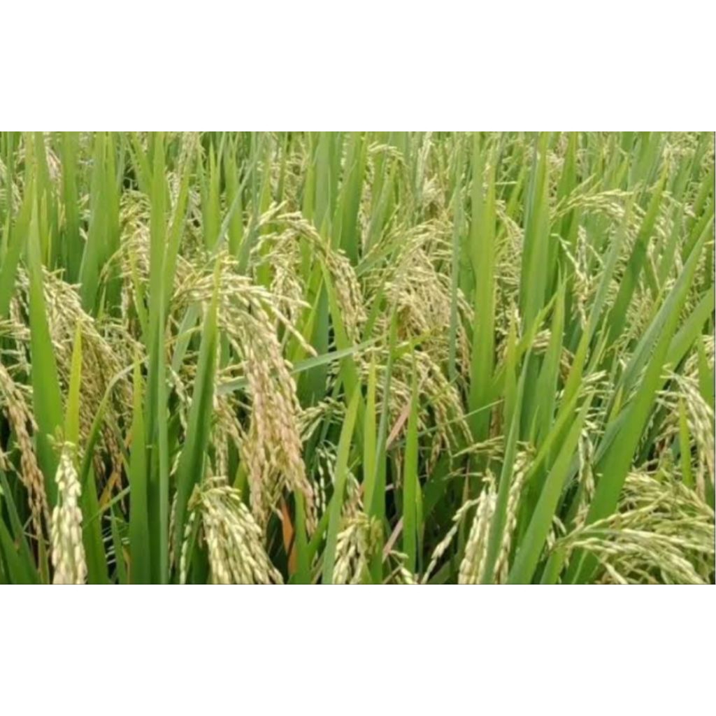 Benih padi unggul CIBOGO original premium kemasan 5 kg