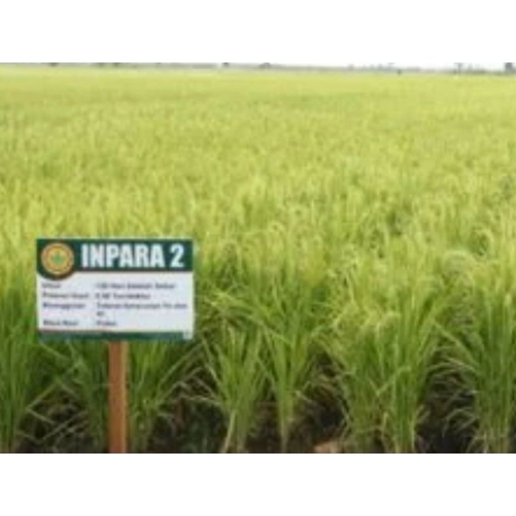 benih padi lahan rawa berair 1kg