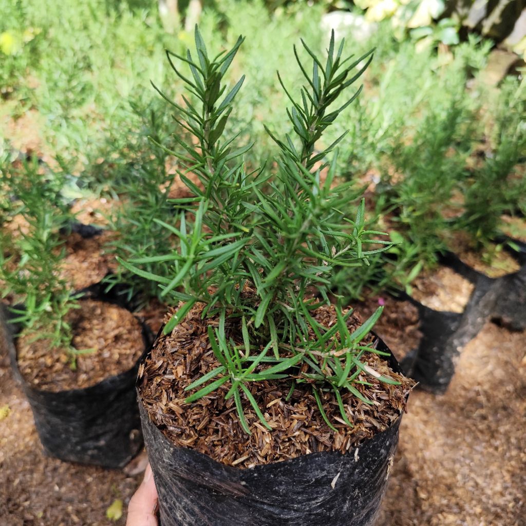 TANAMAN ROSEMARY/TANAMAN WANGI ROSEMARY