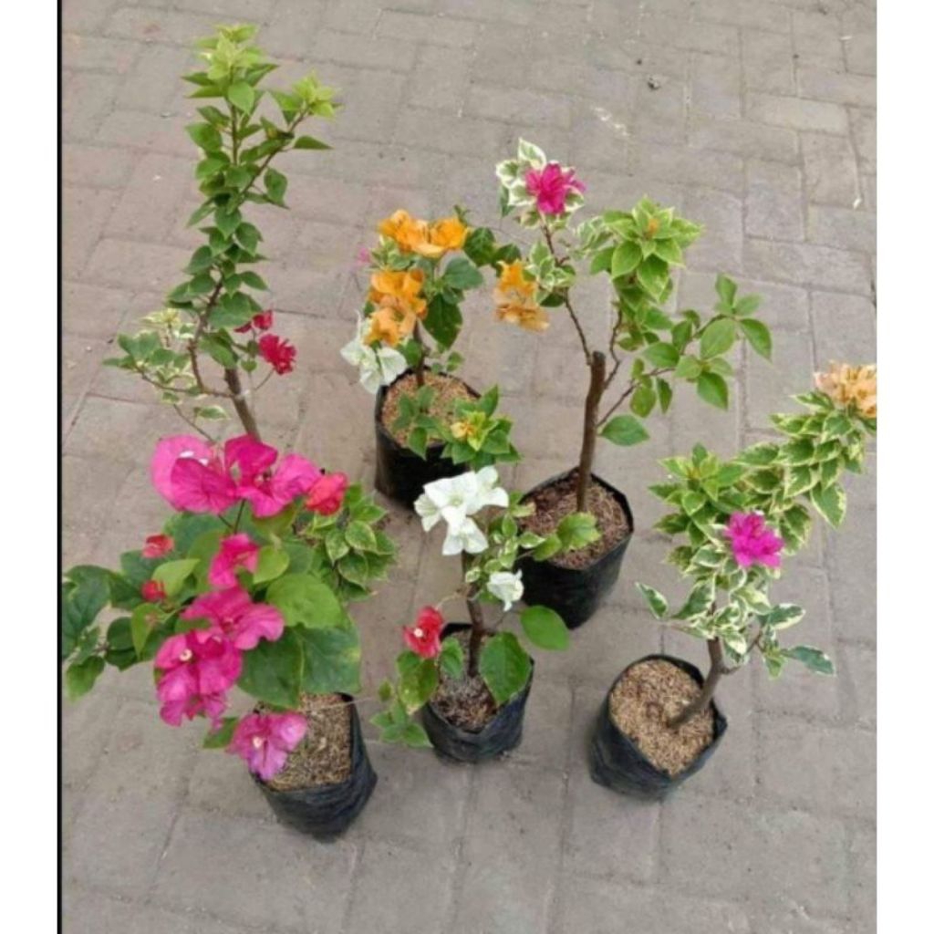 pkt 3 bibit bonggol bugenvil bahan bonsai