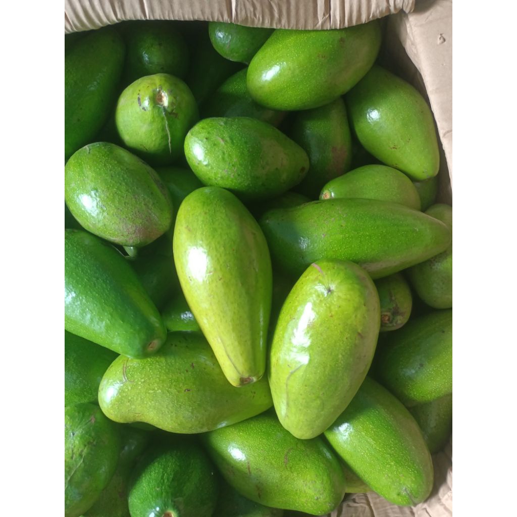 Alpukat siger Lampung Timur